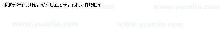 求購(gòu)高1.2米金葉女貞球
