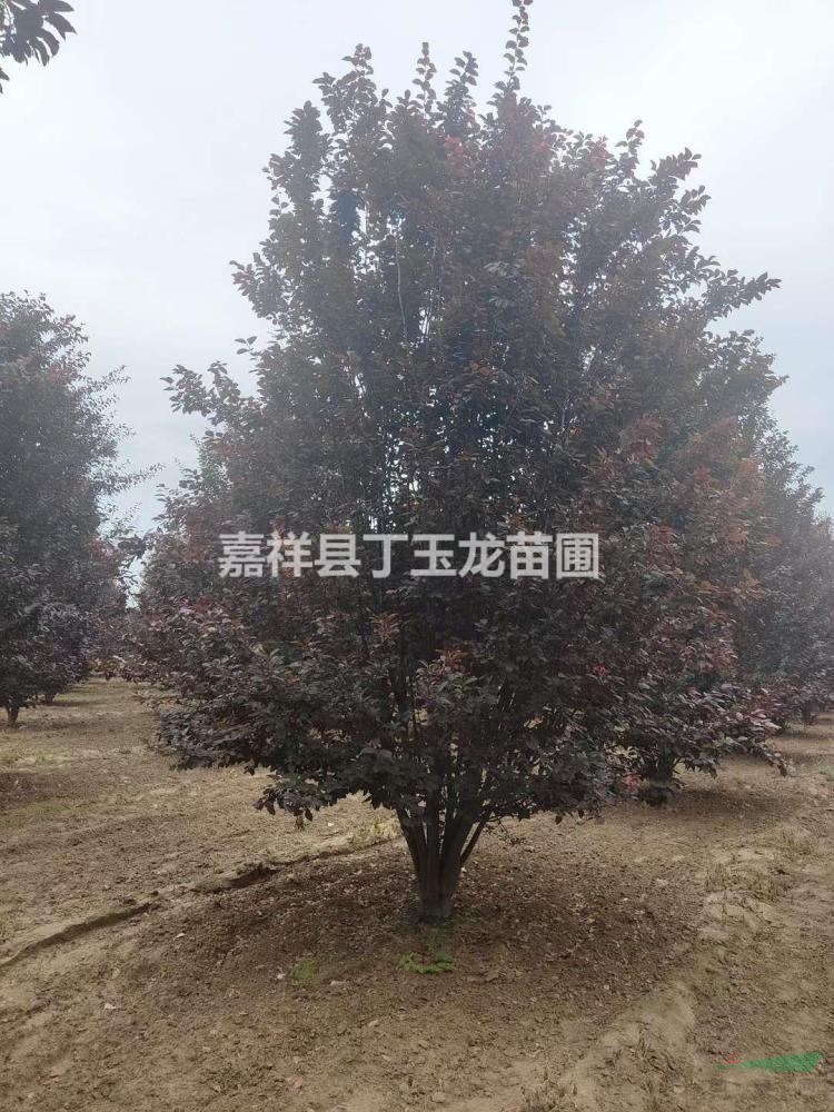 出售叢生紅葉李 5-6米叢生紅葉李種植基地