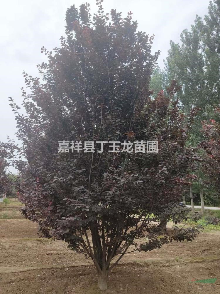 出售叢生紅葉李 5-6米叢生紅葉李種植基地