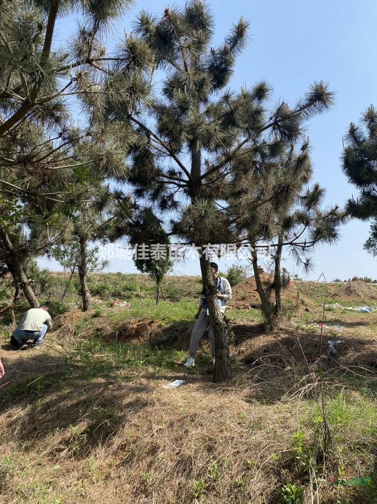 黑松—基地大量現(xiàn)貨供應(yīng)