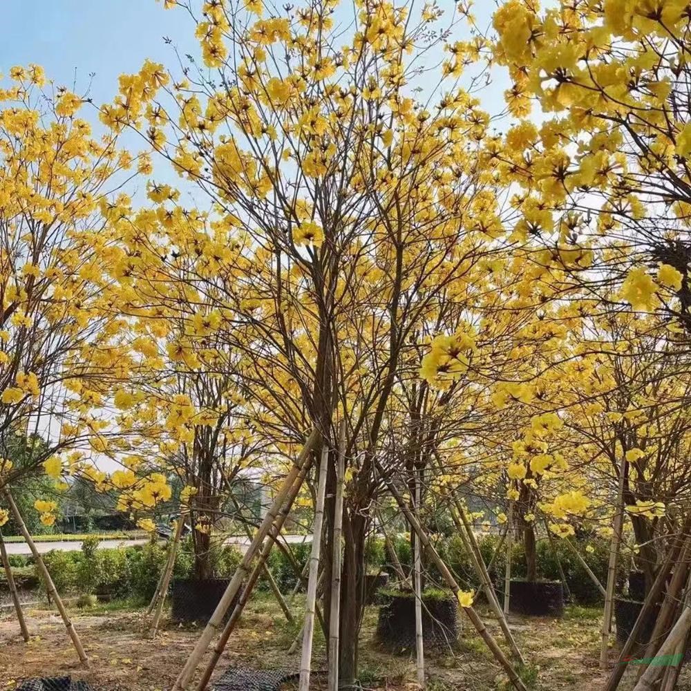 苗圃直供黃花風鈴木環(huán)保樹種全國發(fā)貨-黃花風鈴木綠化觀賞