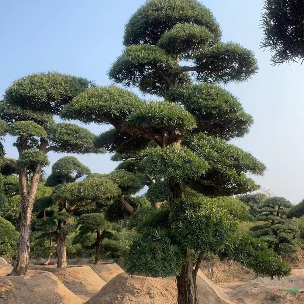 進(jìn)口日本羅漢松苗觀賞性好-進(jìn)口日本羅漢松苗存活率高