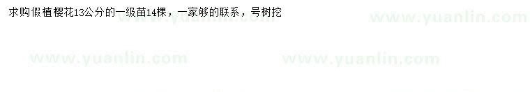 求購(gòu)13公分櫻花