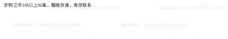 求購(gòu)高50公分衛(wèi)矛