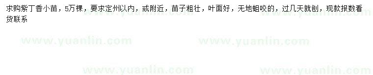 求購(gòu)紫丁香小苗