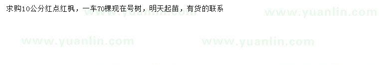 求購10公分紅點(diǎn)紅楓