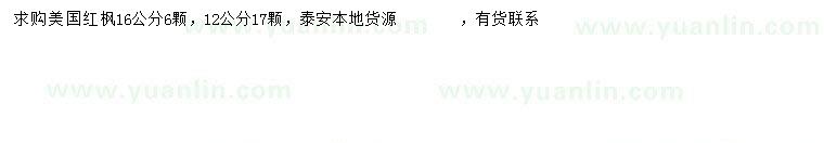 求購(gòu)12、16公分美國(guó)紅楓