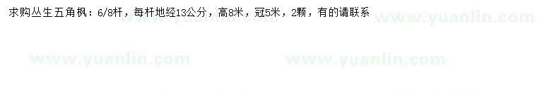 求購冠幅5米叢生五角楓