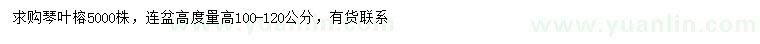 求購高100-120公分琴葉榕
