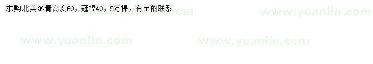 求購高60公分北美冬青