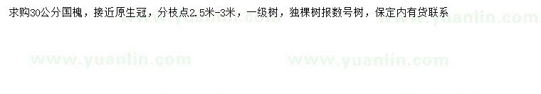 求購30公分國槐