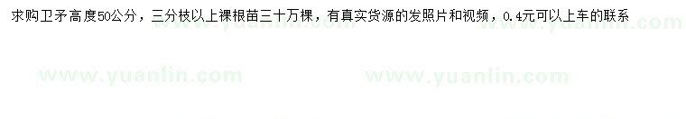 求購高50公分衛(wèi)矛
