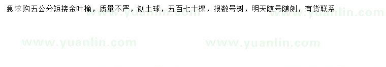 求購5公分金葉榆