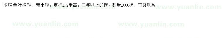 求購高1.2米金葉榆球