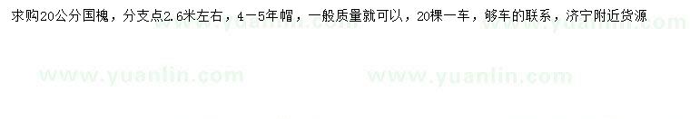 求購(gòu)20公分國(guó)槐
