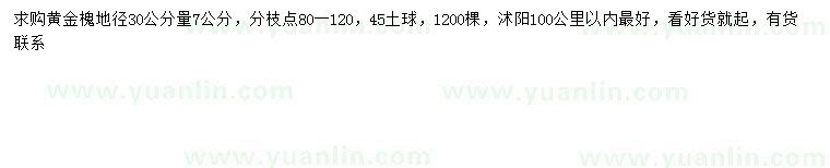 求購30量7公分黃金槐