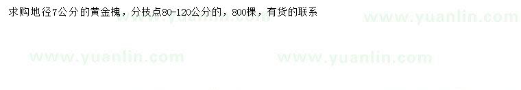 求購地徑7公分黃金槐