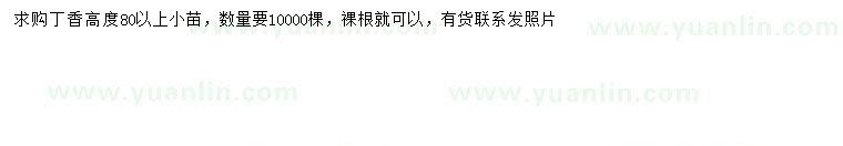 求購(gòu)高80公分以上丁香小苗