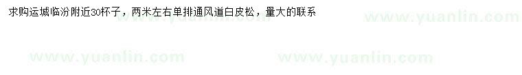 求購2米左右白皮松