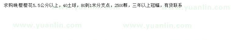 求購5.5公分以上晚櫻