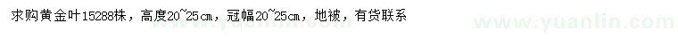 求購高20-25公分黃金葉