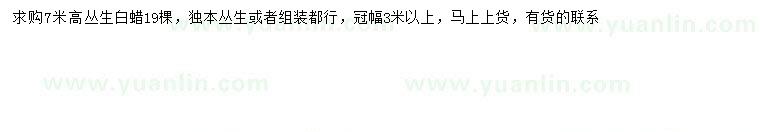 求購高7米叢生白蠟
