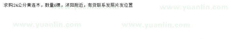 求購24公分黃連木