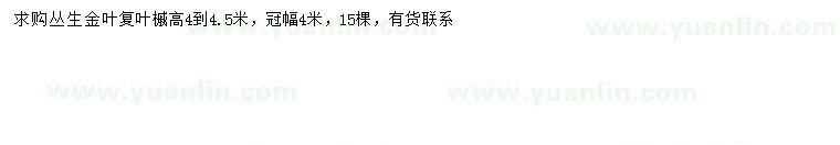 求購(gòu)冠幅4米叢生金葉復(fù)葉槭