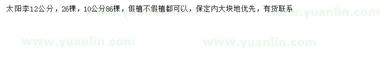 求購(gòu)10、12公分太陽(yáng)李