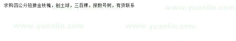 求購(gòu)4公分金枝槐