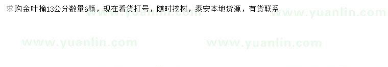求購13公分金葉榆