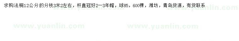 求購12公分法桐