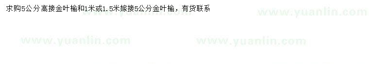 求購(gòu)5公分高接金葉榆