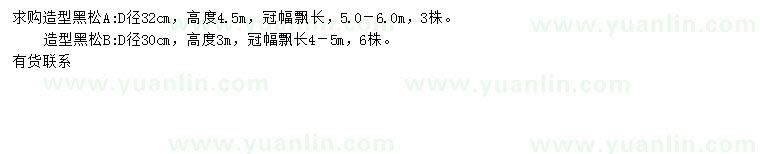 求購地徑30、32公分造型黑松