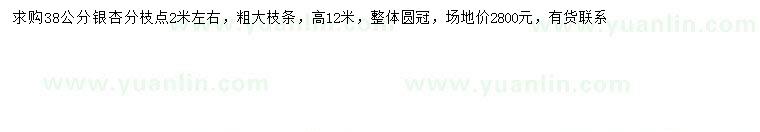求購38公分銀杏