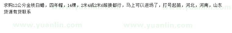 求購12公分金枝白蠟