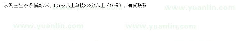 求購(gòu)高7米叢生茶條槭