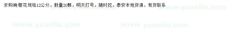 求購12公分晚櫻