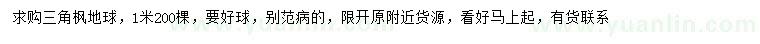 求購1米三角楓
