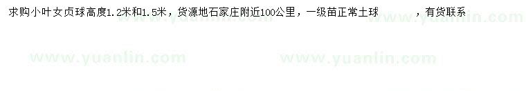 求購高1.2米小葉女貞球