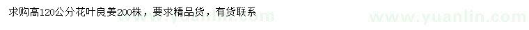 求購(gòu)高120公分花葉良姜