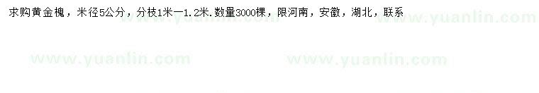 求購米徑5公分黃金槐