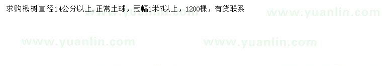 求購14公分以上楸樹(shù)