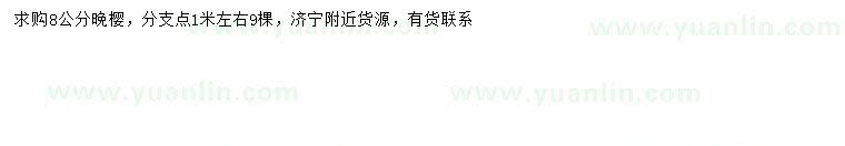求購8公分晚櫻