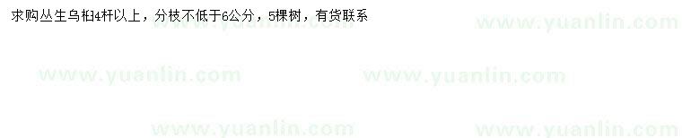 求購4桿以上叢生烏桕