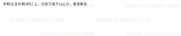 求購(gòu)3桿以上叢生樸樹