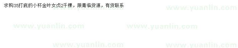 求購35公分以上金葉女貞