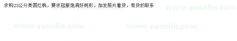 求購23公分美國紅楓