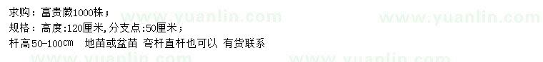 求購高120公分富貴蕨