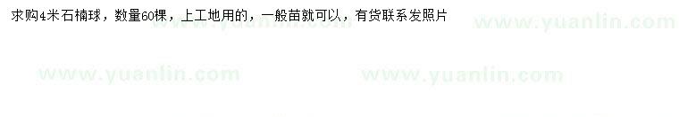 求購(gòu)4米石楠球